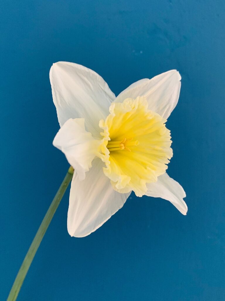 daffodil, flower, spring, beautiful flowers, yellow, white, flower background, spring flowers, flower wallpaper, nature, spring flower, flora